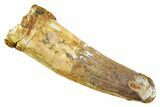 Fossil Spinosaurus Tooth - Feeding Worn Tip #347156-1